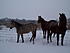 Whiskey, Gertie and Oliver on a snowy day