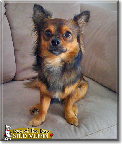 Dog of the day