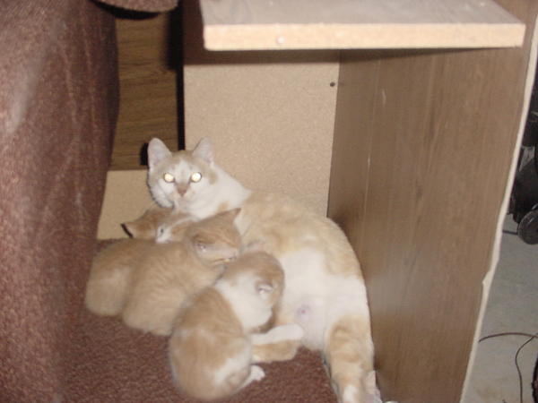 Momma first 4 babies.