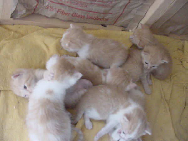 Momma's next 8 babies.