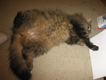 Duchess wants her belly rubbed!