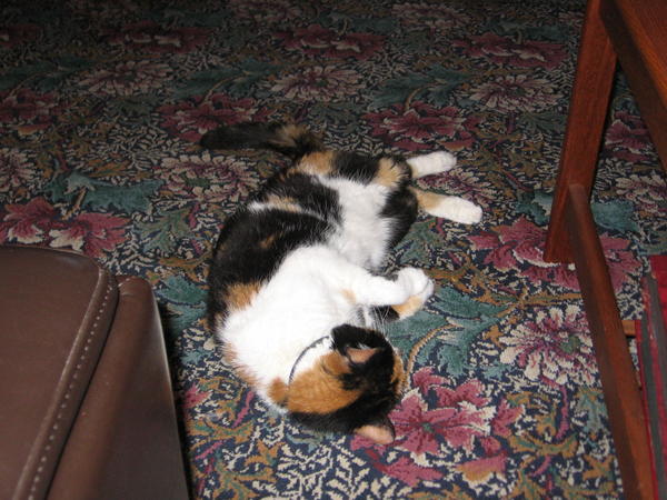 Our last summer together, hot humid days.  Tough on the old lady, now over 19 years