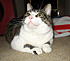 Pics of my kitty Mama.