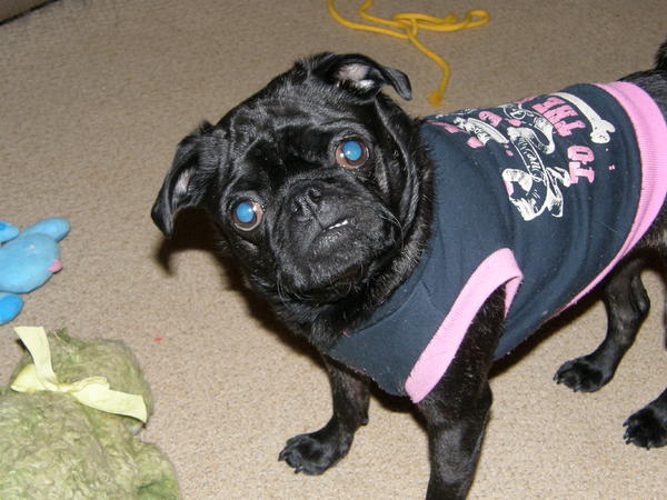 Dixie Dazzle, Pug