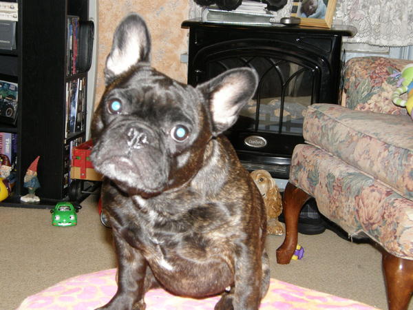Black Pearl, French Bulldog