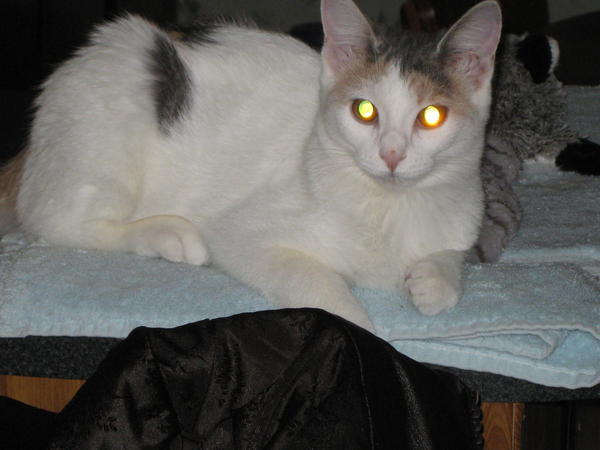Such a sweetheart,a velcro kitty that can be SO demanding of her human Mommy. Begs for kisses and gives kisses all day long. At this age she is into everything, wants to be in the middle of whatever I am doing rather it is sewing, cooking or brushing my teeth...