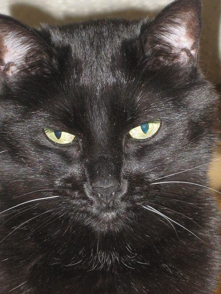 My beautiful Samantha is getting old, her whiskers are white now but she is still as sweet as ever. She has always been such a sweet, good girl! 1/2011