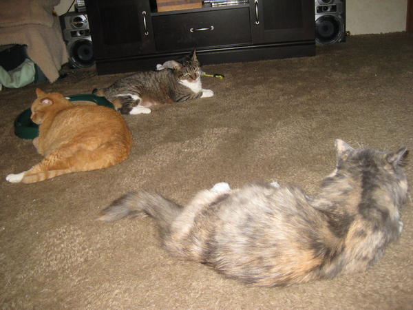 Sharing space now, Amy, Boo and beautiful Giz. NO piles yet but we are working on it..Just sharing space like this is big progress..