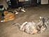 Sharing space now, Amy, Boo and beautiful Giz. NO piles yet but we are working on it..Just sharing space like this is big progress..