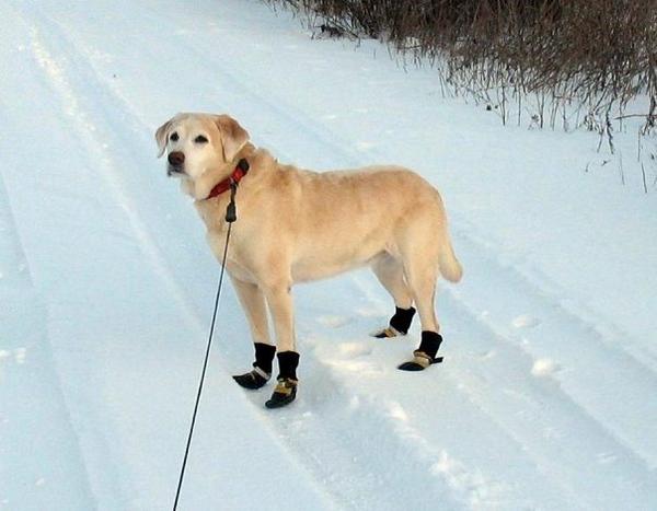 casey=boots