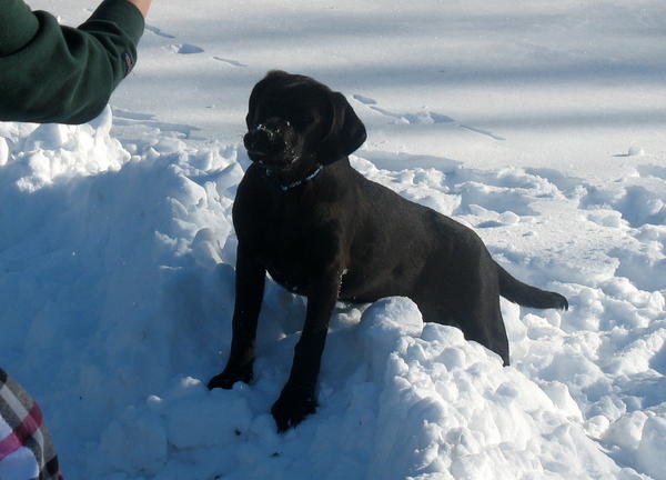 zoe snow