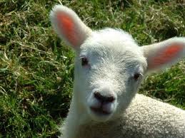 little lamb
