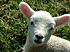 little lamb