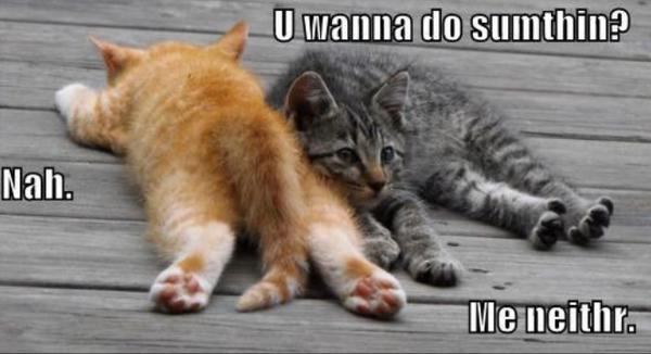 Lazy Daizy Kitties