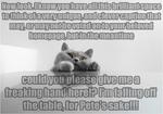 Lol Cat