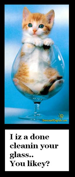 Picture Kitty glass clean