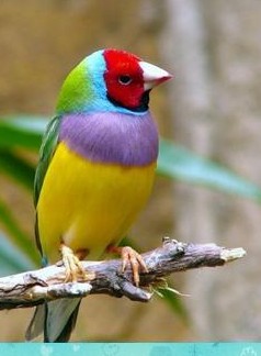 eastereggbird