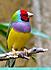 birds