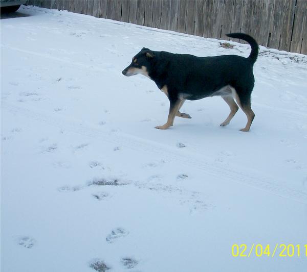 Sookie