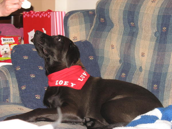 Zoey my couch potato
