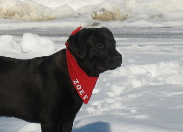 Zoey in the snow
