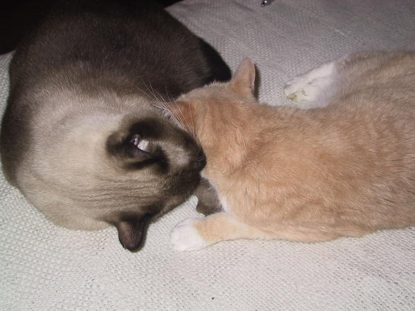 Koji Grooming C.B.