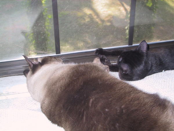 Koji & Miette, Touching Paws in 2009