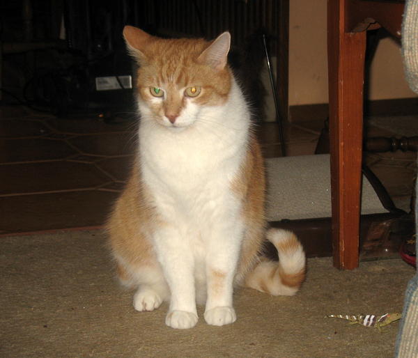 bud nothappy
