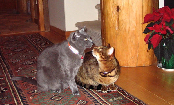 Desi and Zeus 2009