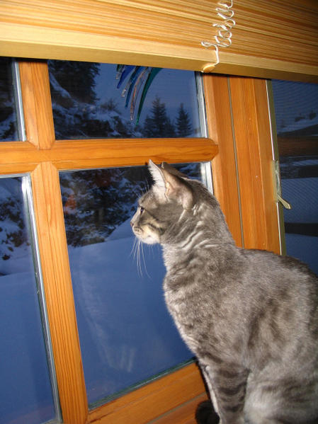 Eve window 1