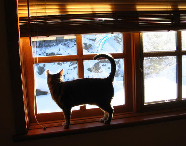 Eve window 3