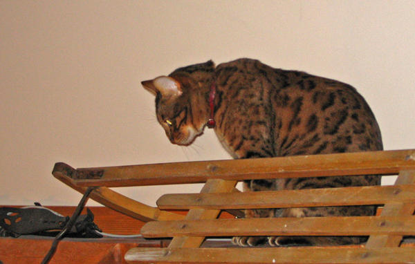Zeus sled 2