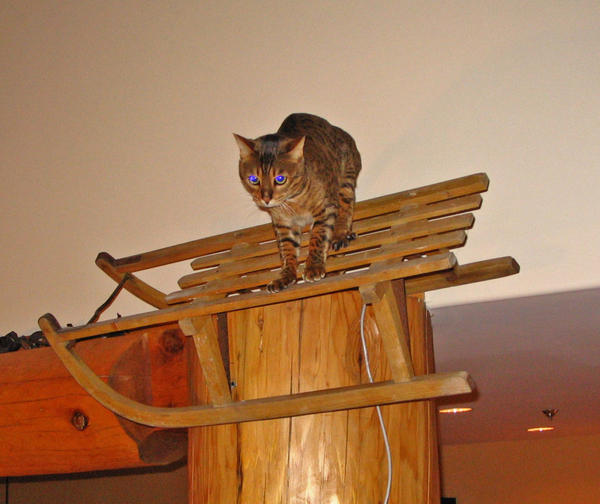 Zeus sled 4