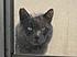 cat by door 2