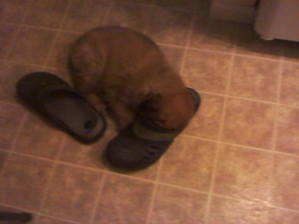 crazy dog