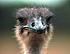 ostrichhead