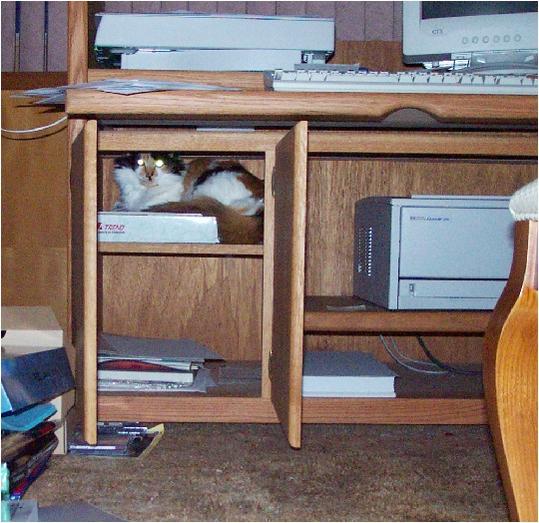 Freckles under desk
