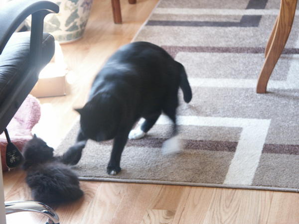 Mickey playing with Simba