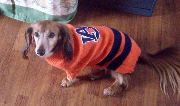 War Eagle Sherwin