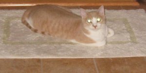 Pretty Kitty Semper