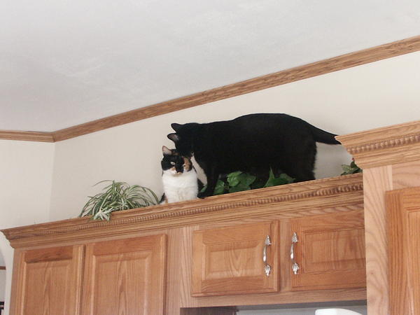 April 13 2010 - Mickey confronting Cassie in what he considers his territory.