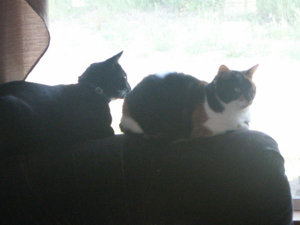 June 2010 - Mickey and Cassie bird watching!!