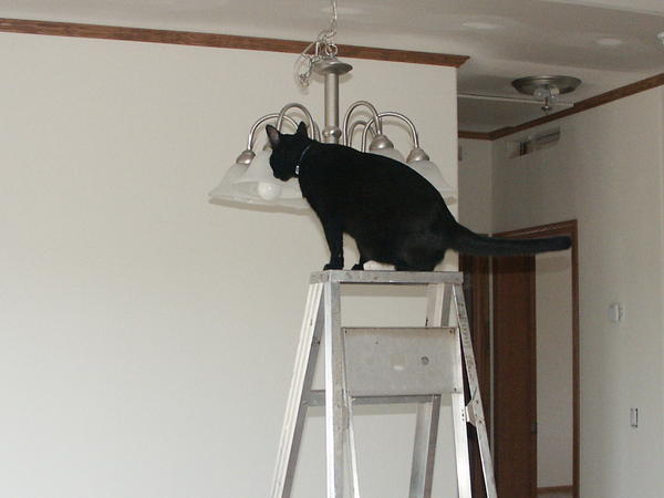 June 2009 - See Mom, I can climb the ladder too!!