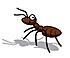 ants
