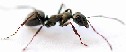 ant by Jeff Kubina