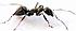 ant by Jeff Kubina