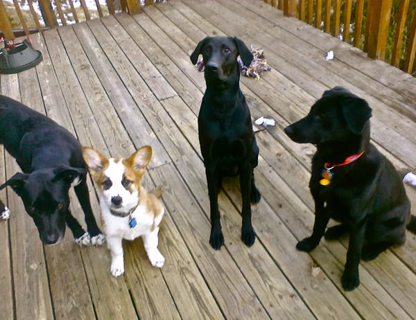 Hudson, Solomon, Bode, and Harper
