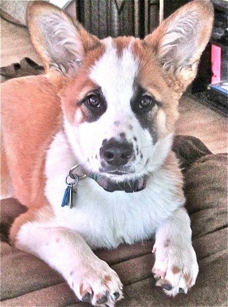 What kind of breeds are you munchkin?