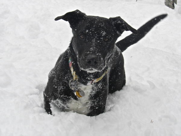 Huddy the snow fox!