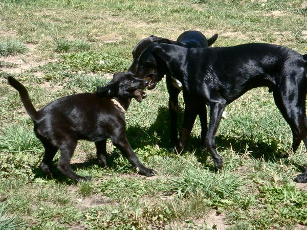 Playing pups in Steamboat